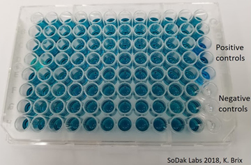 ELISA Test Plate with three Positive and three Negative Controls