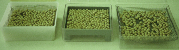 Soybeans ready to enter Accelerated Aging test