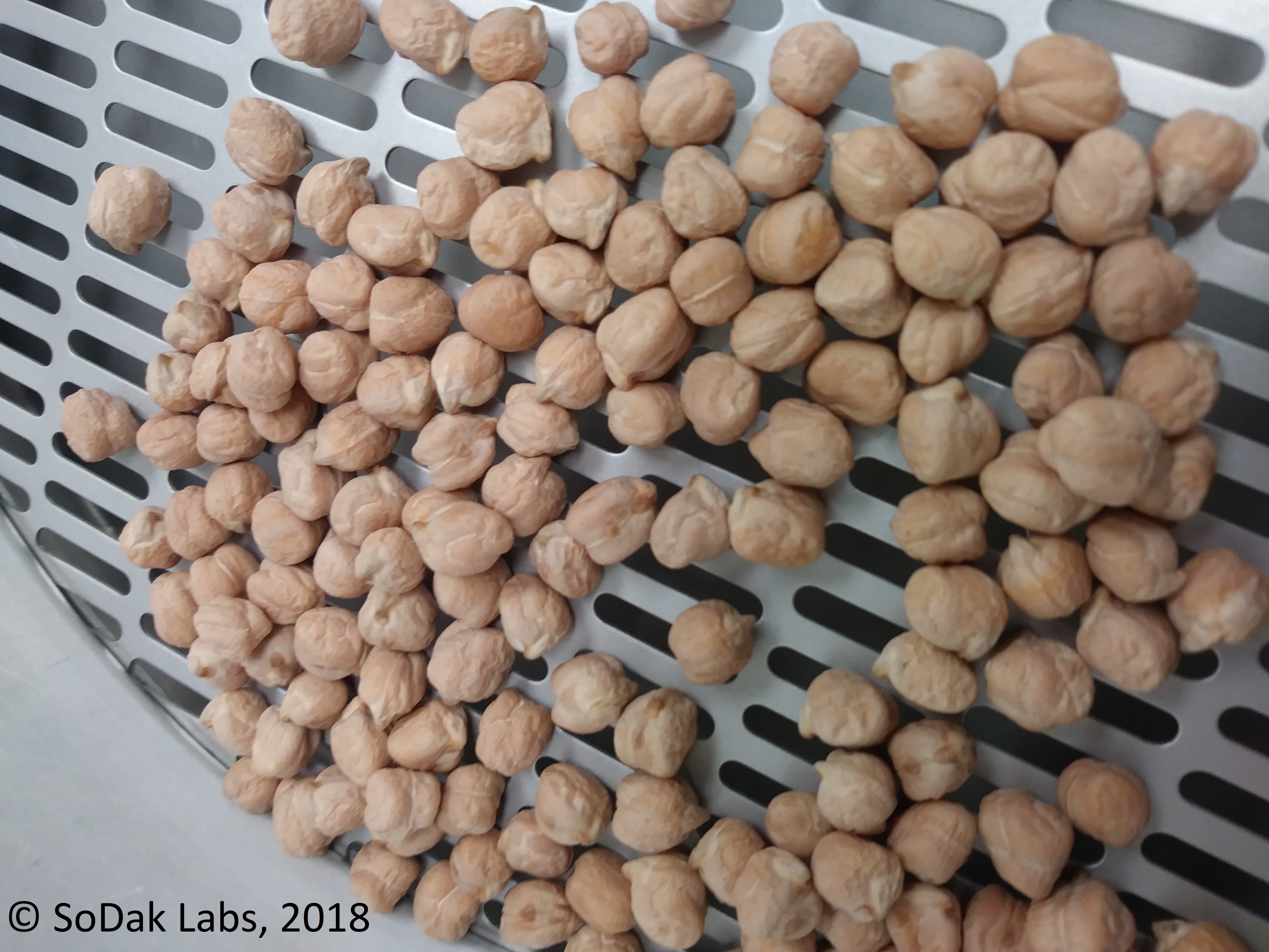 Chickpeas on slotted testing screen