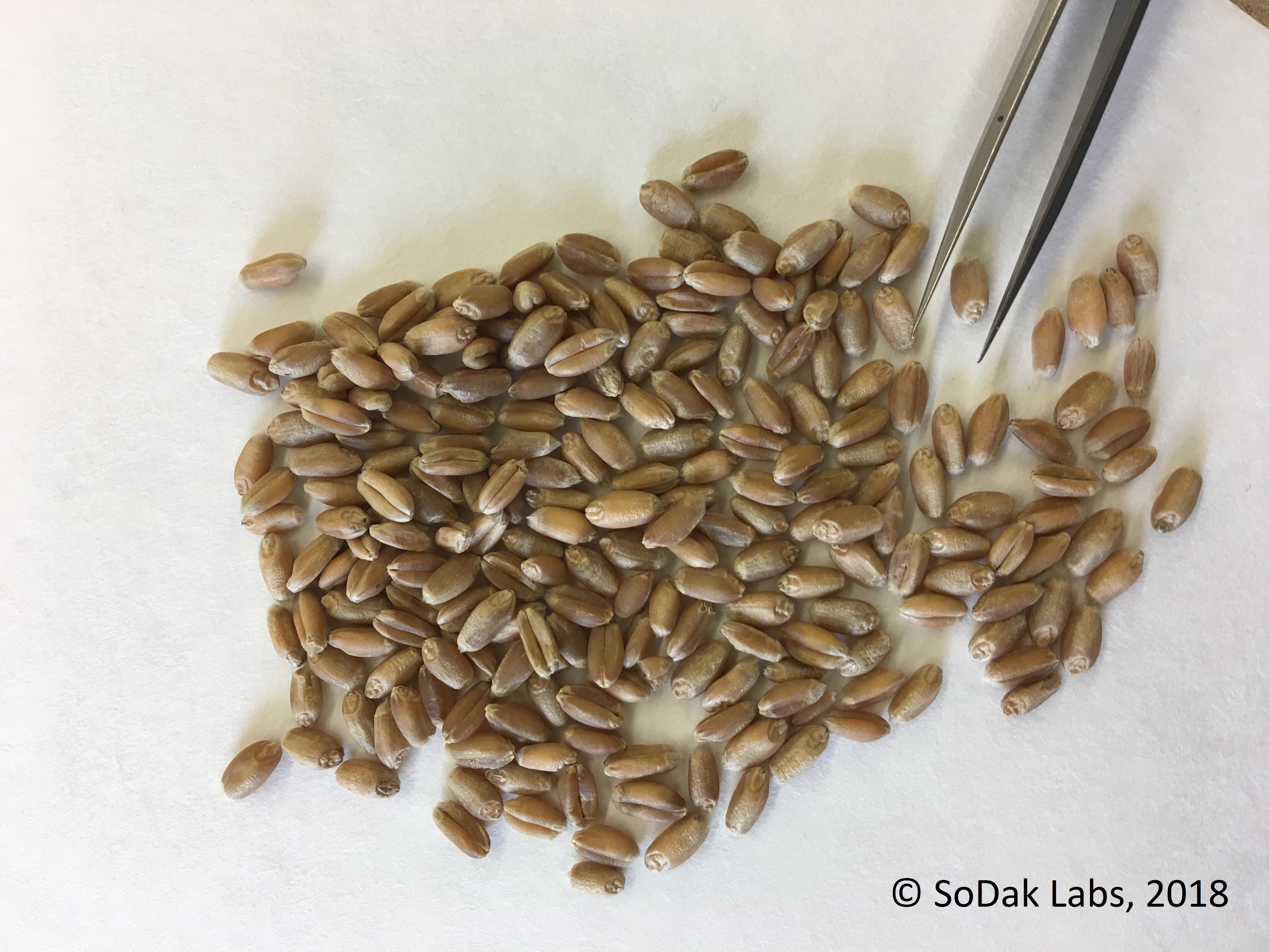 Wheat seed being evaluated