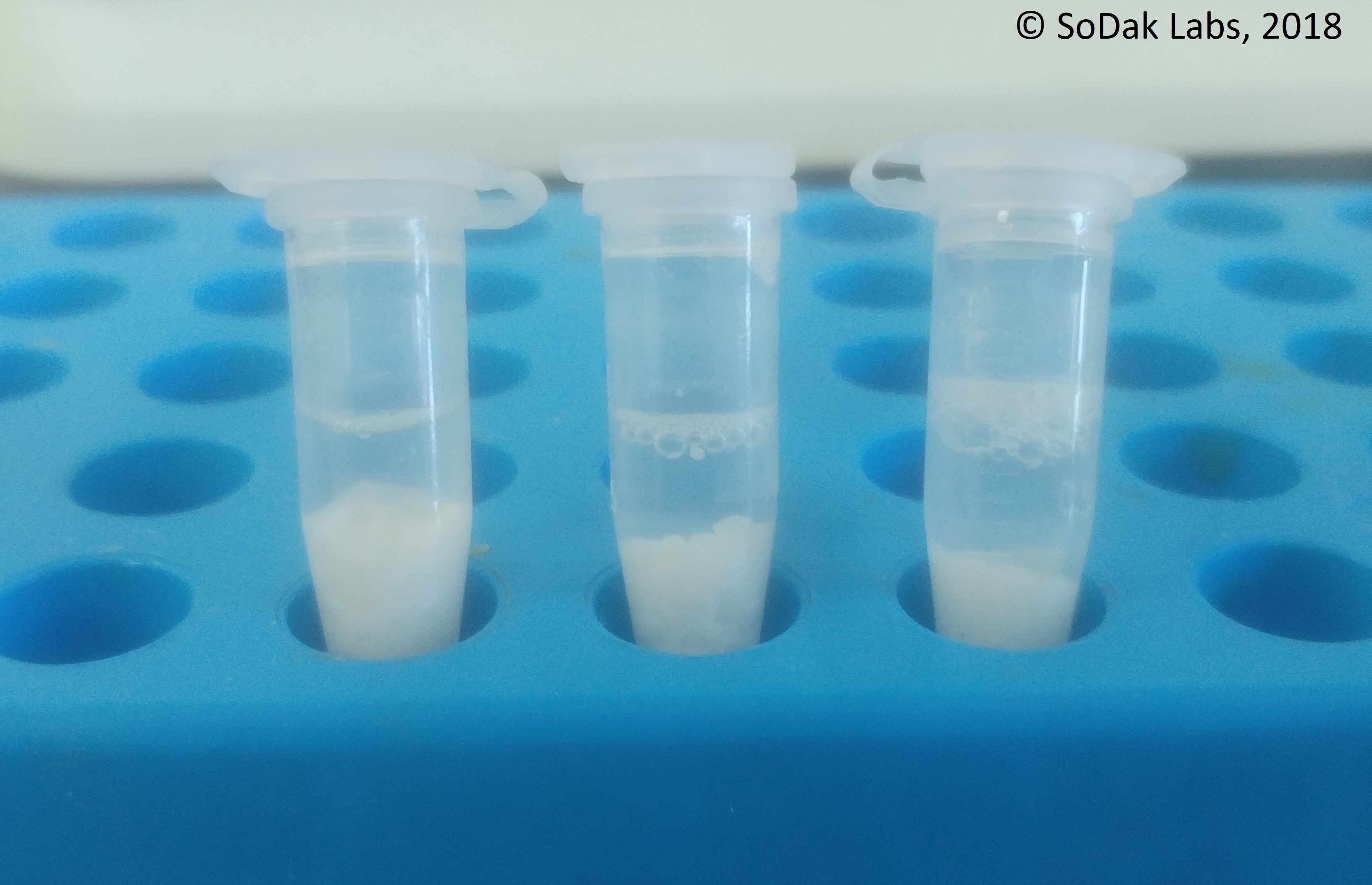 Rice in a lysis buffer during the extraction process