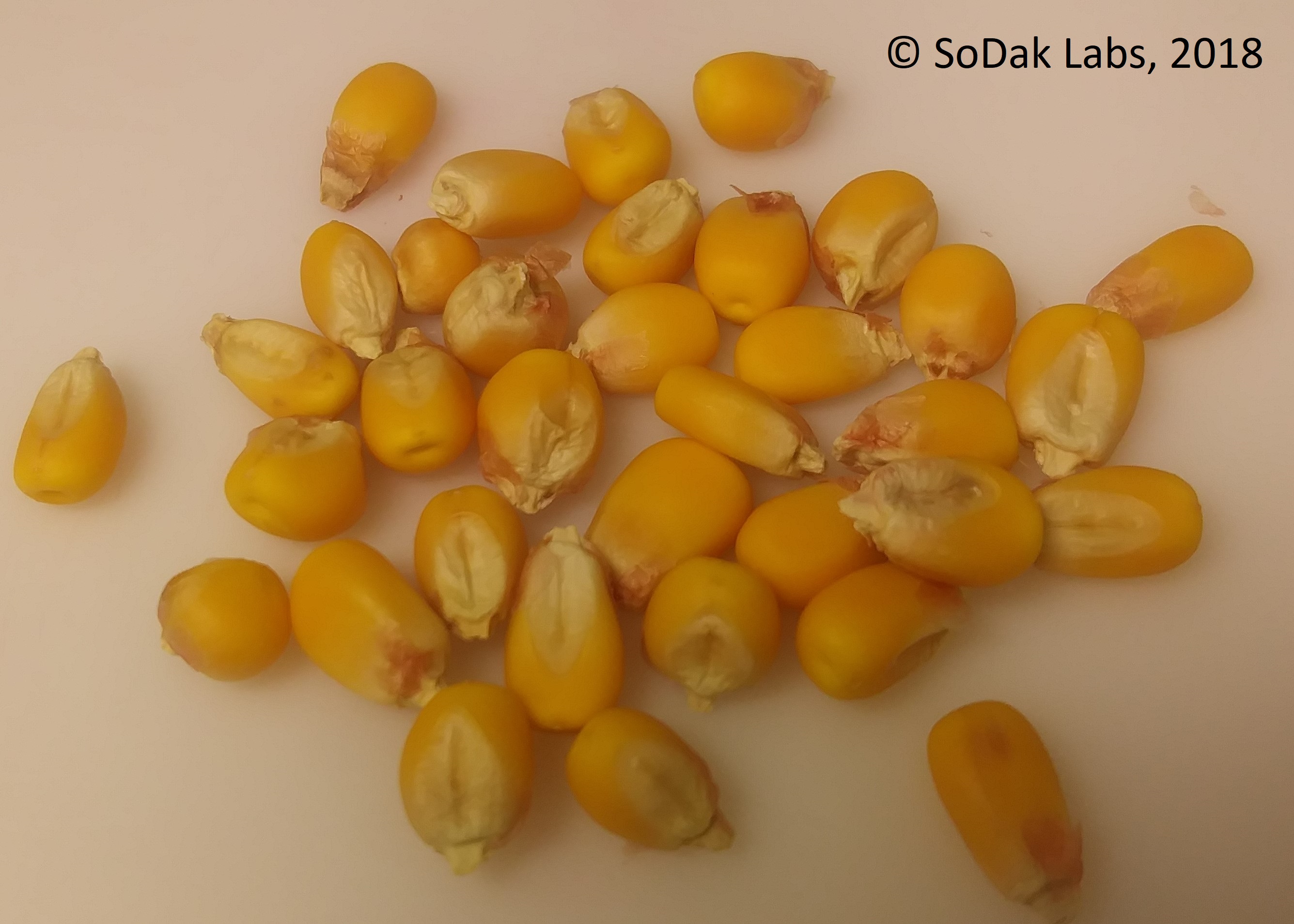 Waxy corn kernels