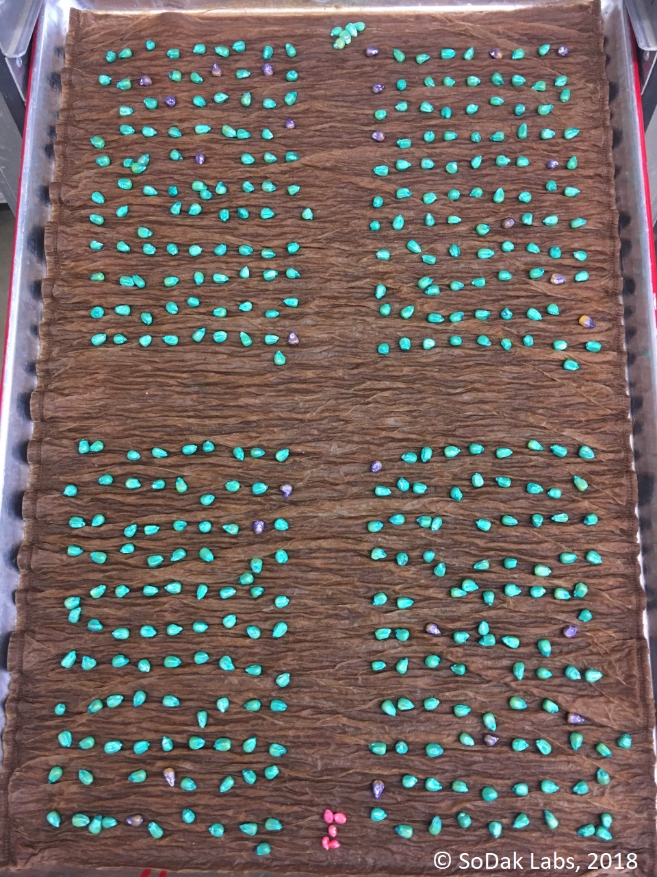 Herbicide Bioassay tray test. Five pink seeds in the front and 5 green seeds in the back are check seeds.