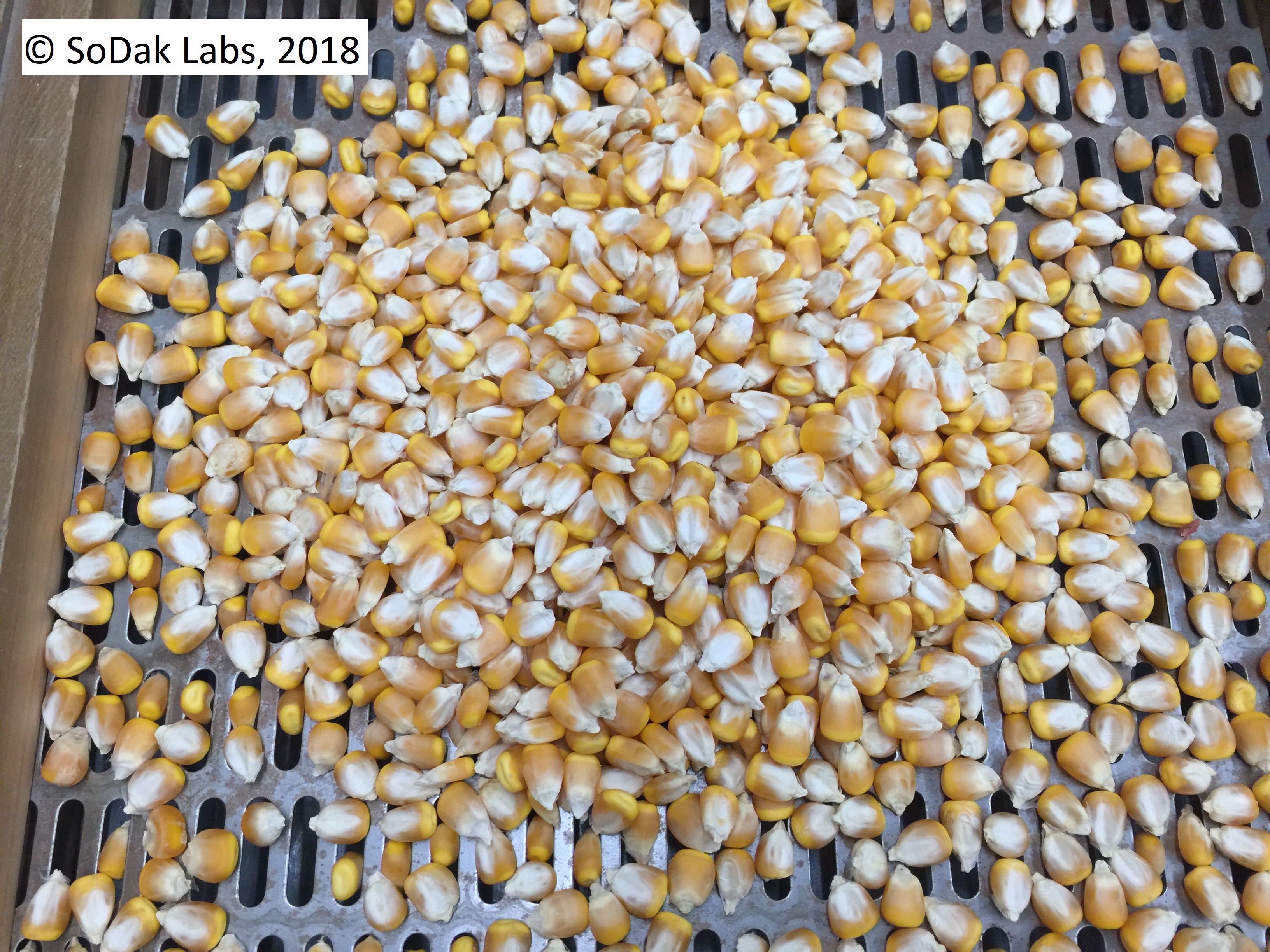 Corn seed shaken over a slotted screen for purity testing