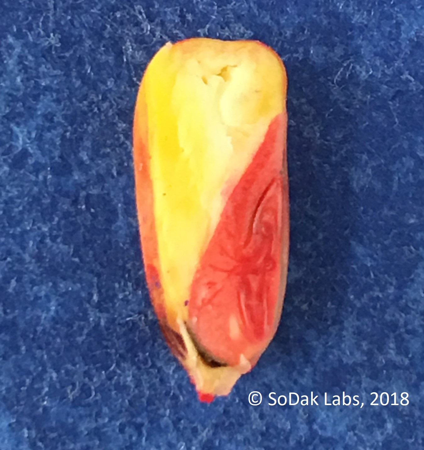 Corn kernel showing red staining patterns from Tetrazolium testing