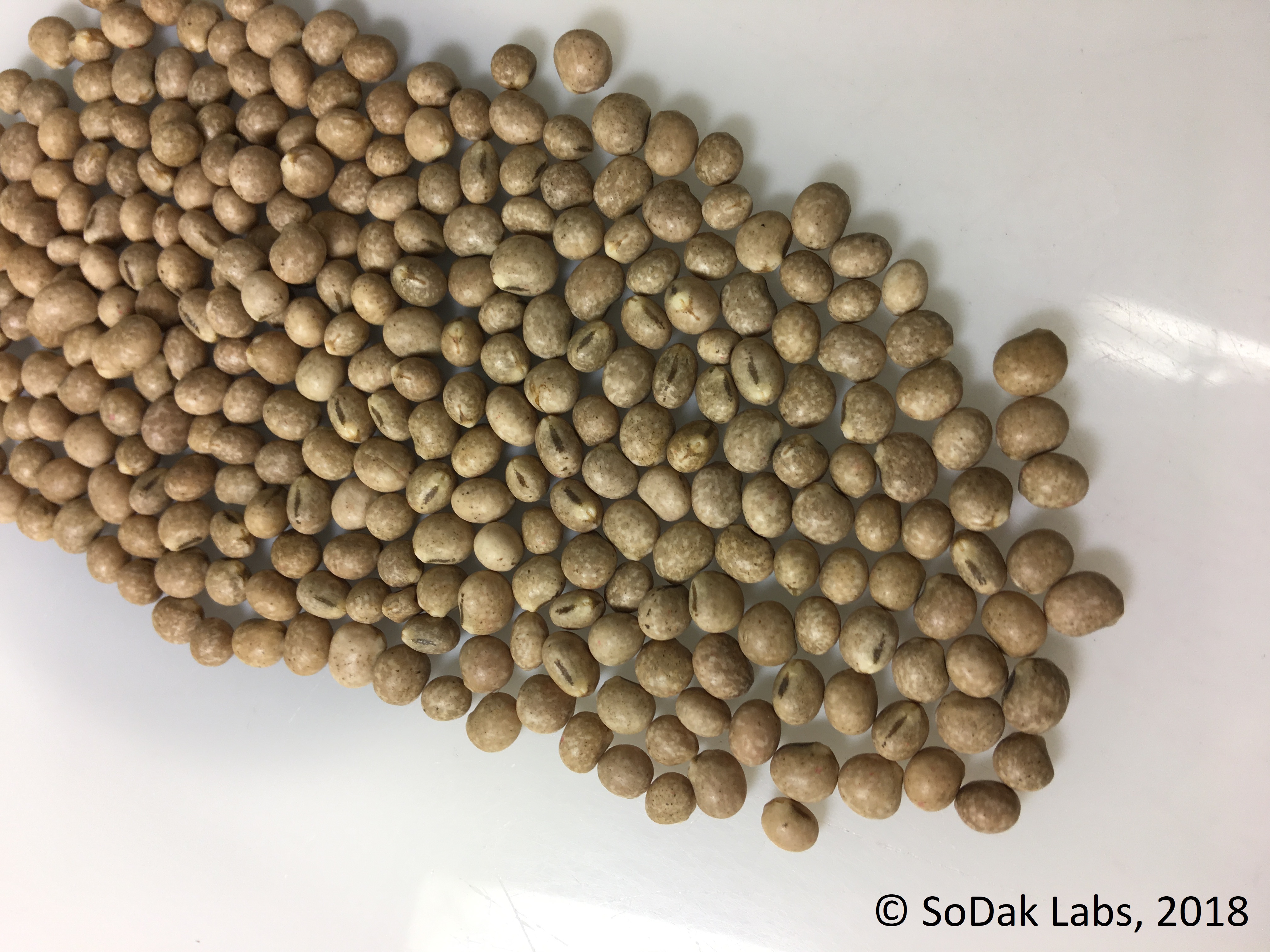 lupinus seed