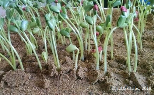 Soybean sand germination test