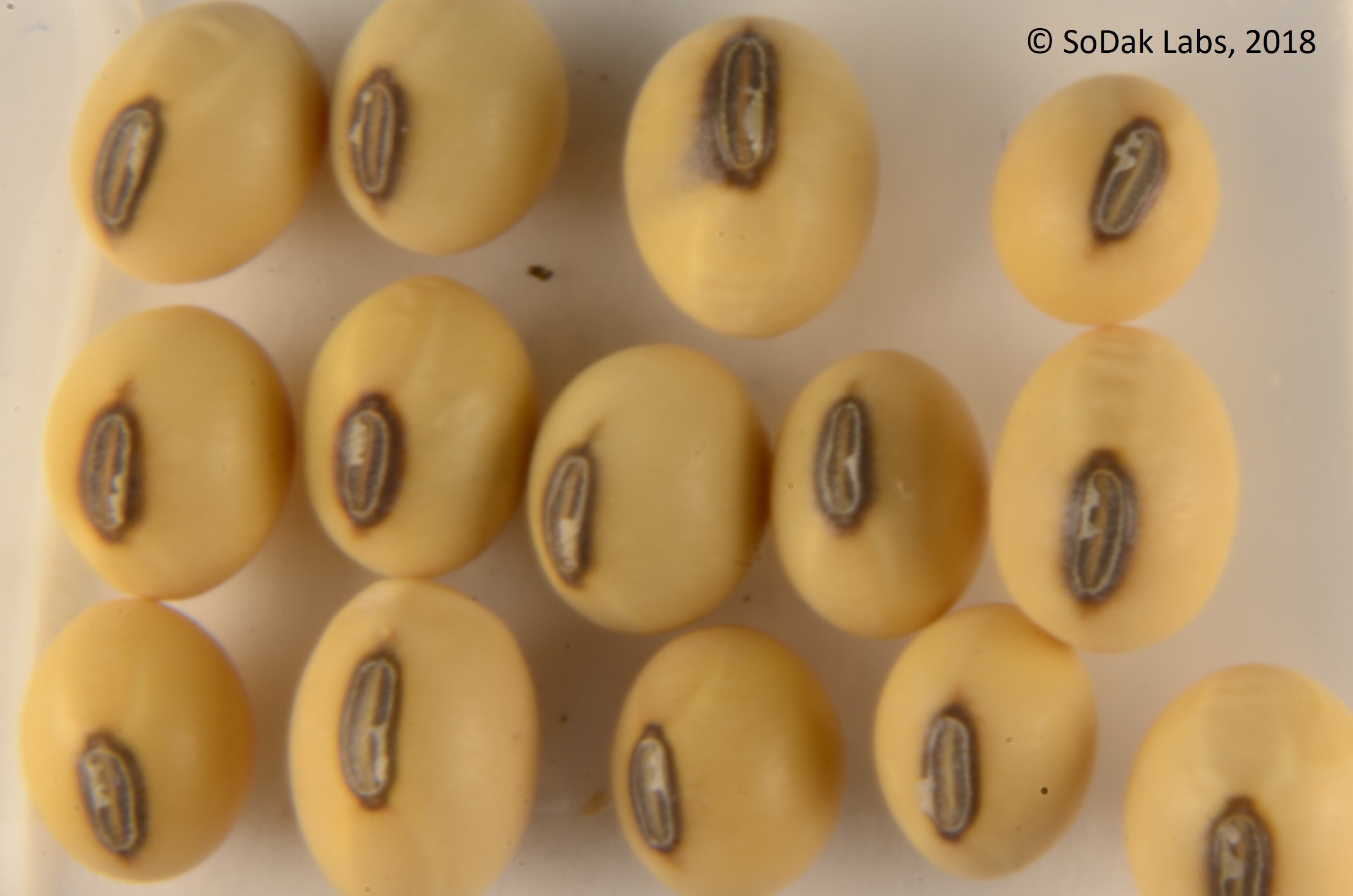 Soybean hilium colors being evaluated